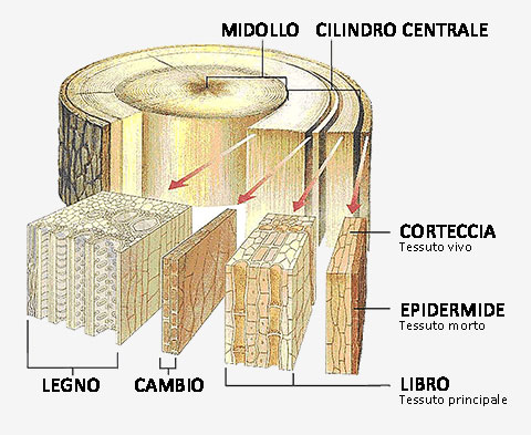 Sezione di un tronco di legno con le varie parti componenti